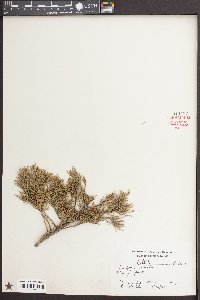 Juniperus virginiana var. silicicola image