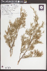 Juniperus silicicola image