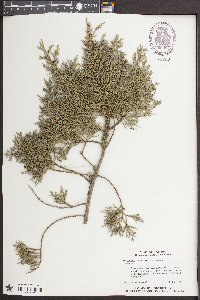 Juniperus virginiana var. silicicola image