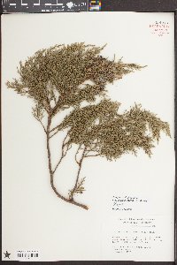 Juniperus virginiana var. silicicola image