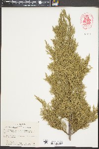 Juniperus chinensis image