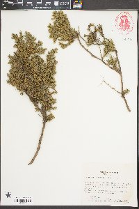 Juniperus procumbens image