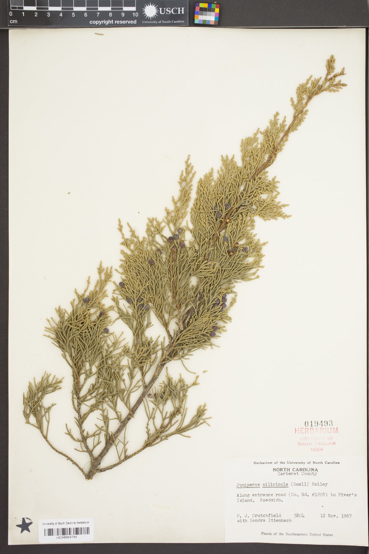 Juniperus silicicola image