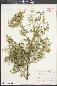 Juniperus chinensis image