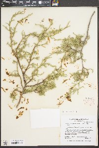 Juniperus deppeana image