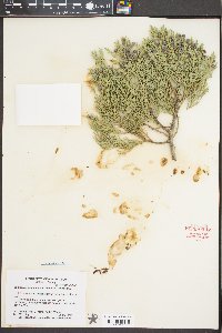 Juniperus deppeana image