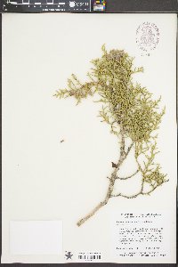 Juniperus monosperma image