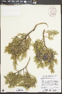 Juniperus monosperma image