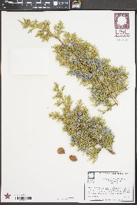 Juniperus occidentalis image