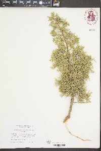 Juniperus osteosperma image