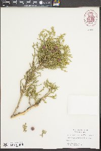 Juniperus osteosperma image