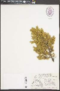 Juniperus communis var. saxatilis image