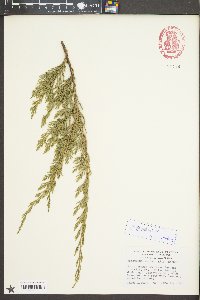 Juniperus horizontalis image