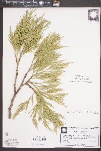 Calocedrus decurrens image