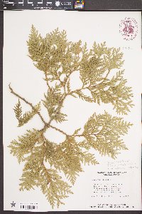 Calocedrus decurrens image