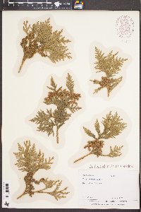 Thuja occidentalis image