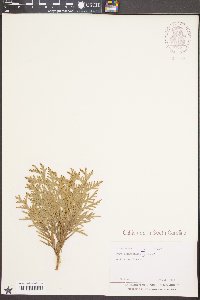 Thuja occidentalis image