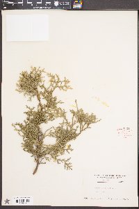 Thuja occidentalis image