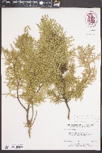 Platycladus orientalis image