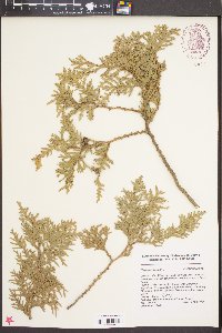 Thuja occidentalis image