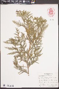 Thuja occidentalis image