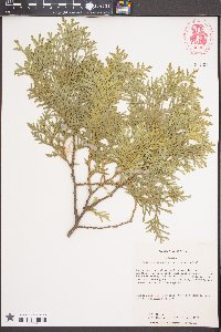 Thuja occidentalis image