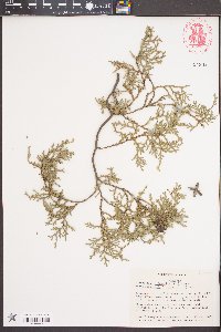 Platycladus orientalis image