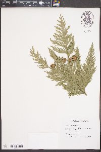 Thuja plicata image