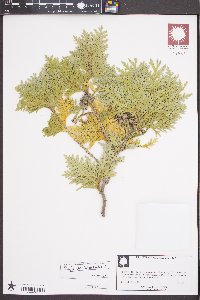 Thuja occidentalis image