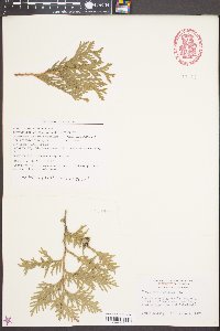 Thuja occidentalis image