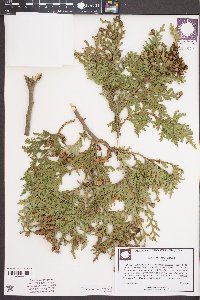 Thuja occidentalis image