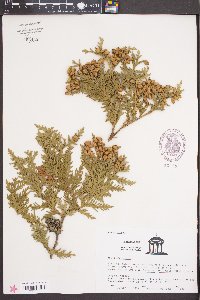 Thuja occidentalis image