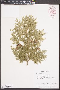 Thuja occidentalis image