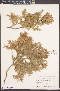 Thuja occidentalis image