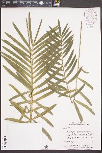 Zamia pumila image