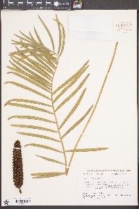 Zamia integrifolia image