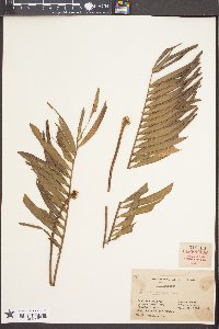 Zamia pumila image