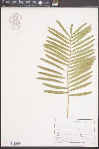 Zamia pumila image