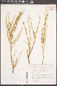 Ephedra viridis image