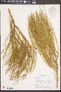 Ephedra viridis image