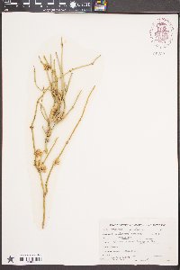 Ephedra torreyana image