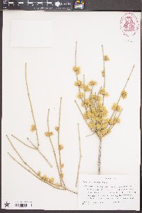 Ephedra torreyana image