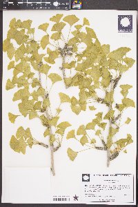 Ginkgo biloba image