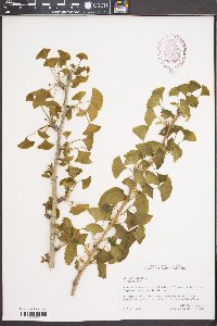 Ginkgo biloba image