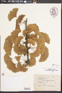 Ginkgo biloba image