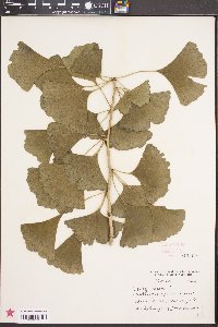 Ginkgo biloba image