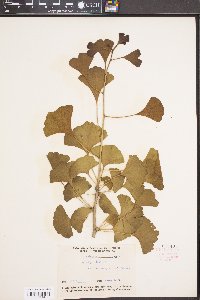 Ginkgo biloba image