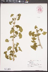 Ginkgo biloba image