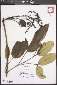 Gnetum latifolium image