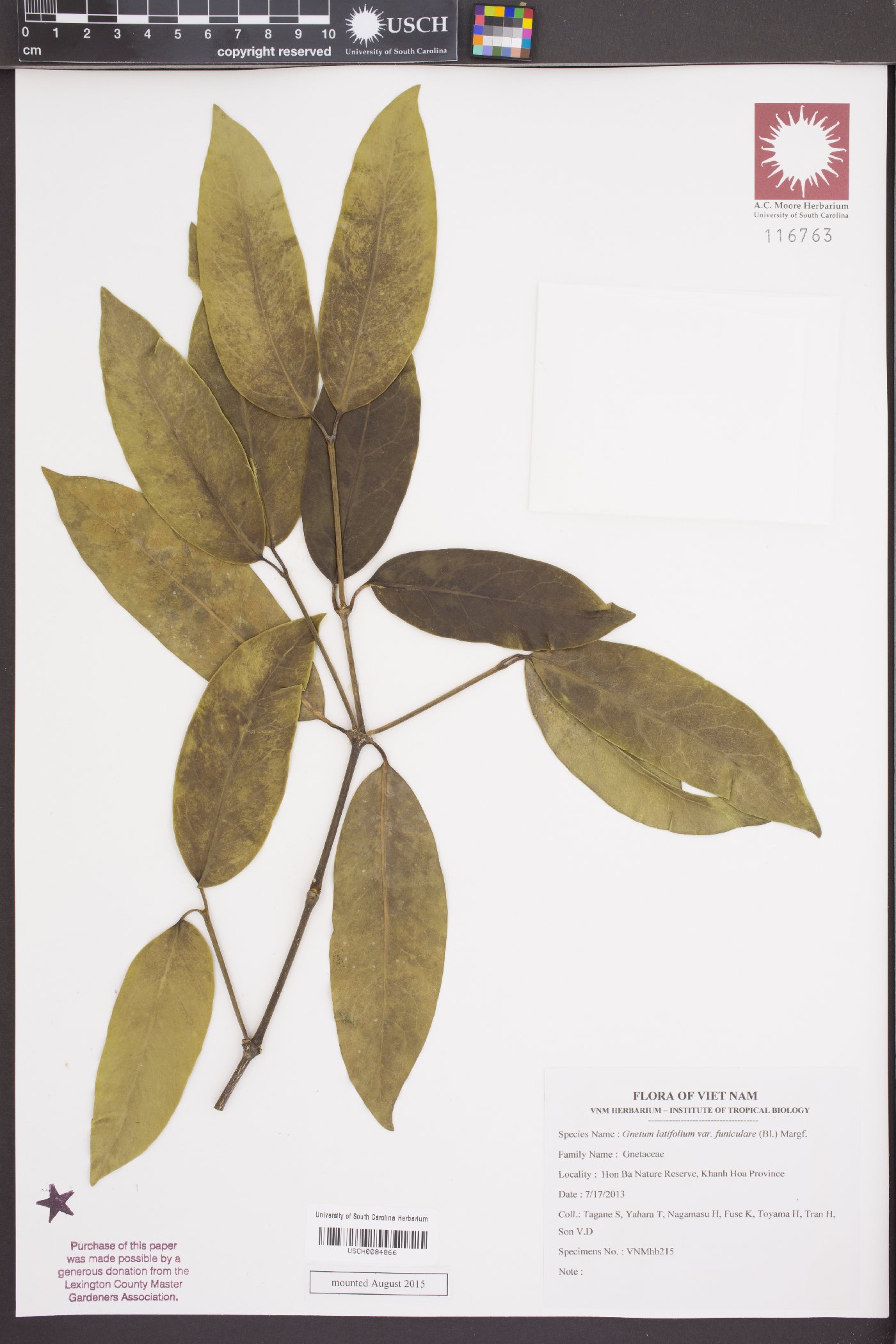 Gnetum latifolium image